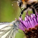 image: thistle wasp and moth