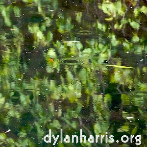 pond in rain