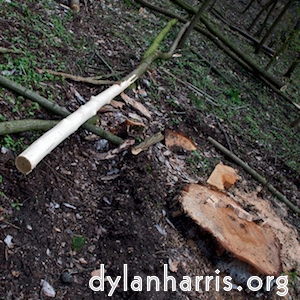 image: felled sapling