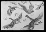 image: Image du photoset ‘le petit monde des oiseaux’.