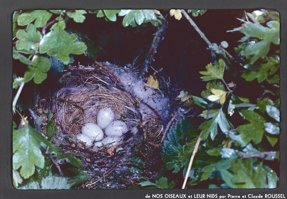 image: This is ‘Nos oiseaux et leurs nids 10’.