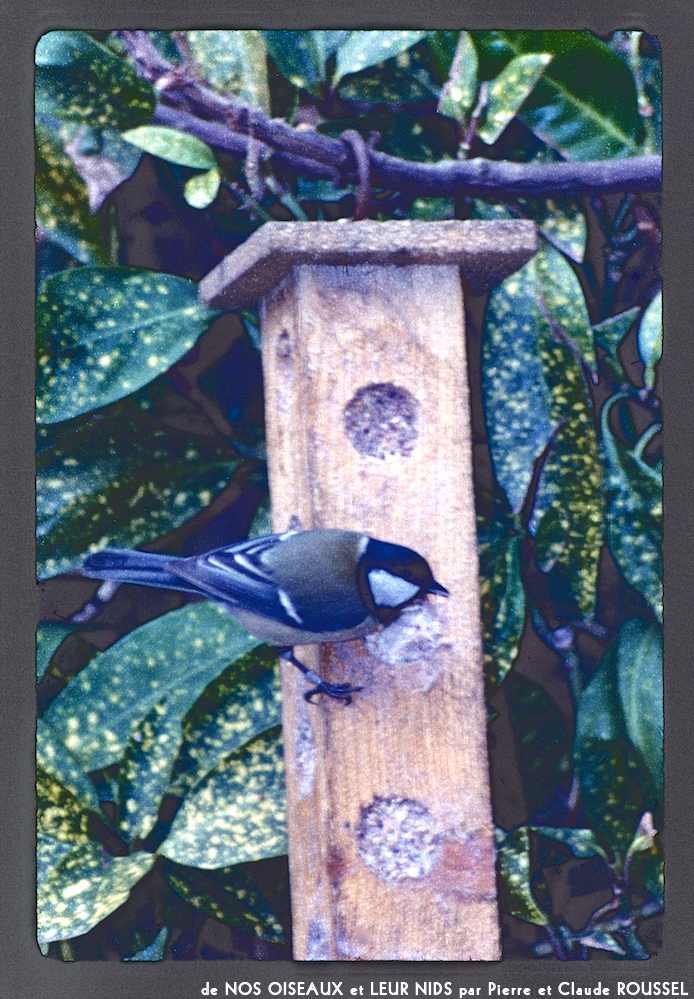 image: Voici ‘Nos oiseaux et leurs nids 16’.