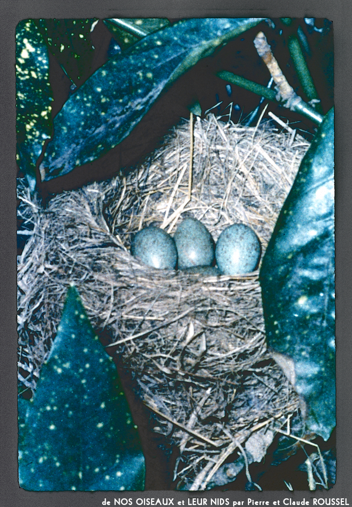 image: This is ‘Nos oiseaux et leurs nids 17’.