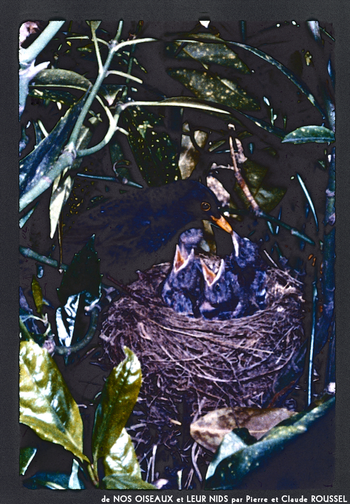 image: This is ‘Nos oiseaux et leurs nids 18’.