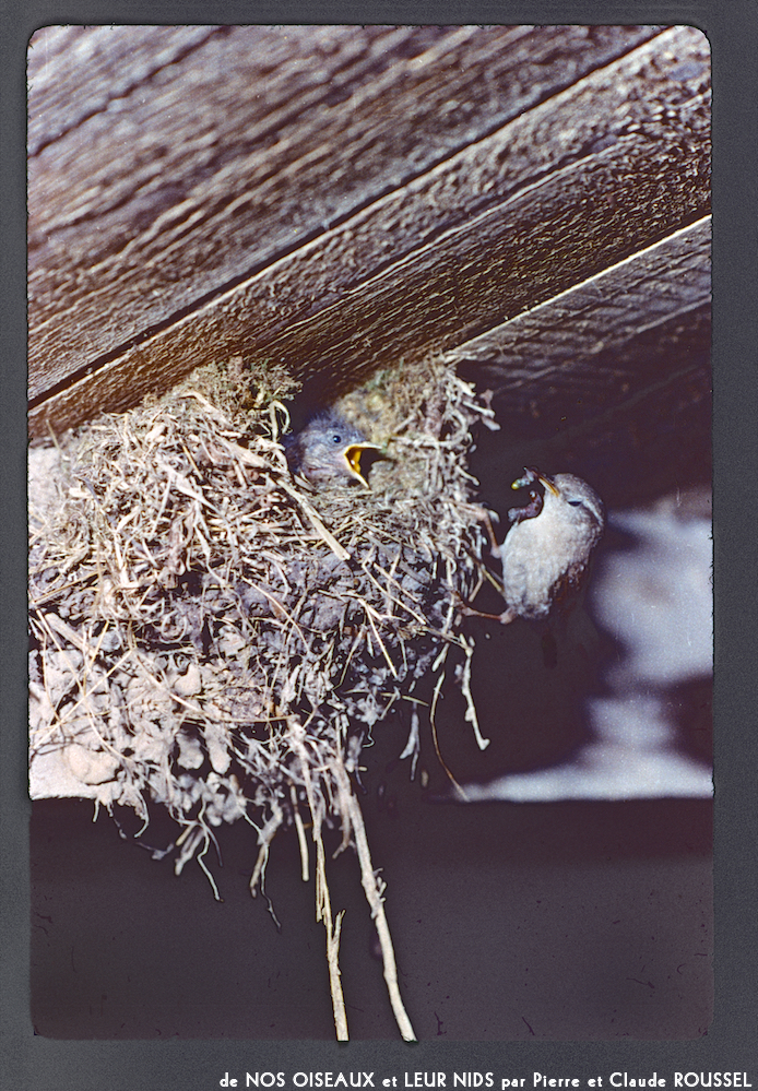 image: This is ‘Nos oiseaux et leurs nids 4’.