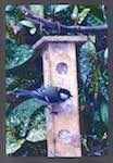image: Image du photoset ‘Nos oiseaux et leurs nids’.