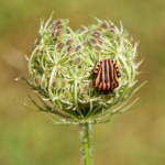 image: striped beetle