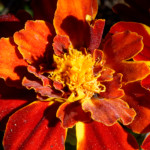 image: blood orange colour flower