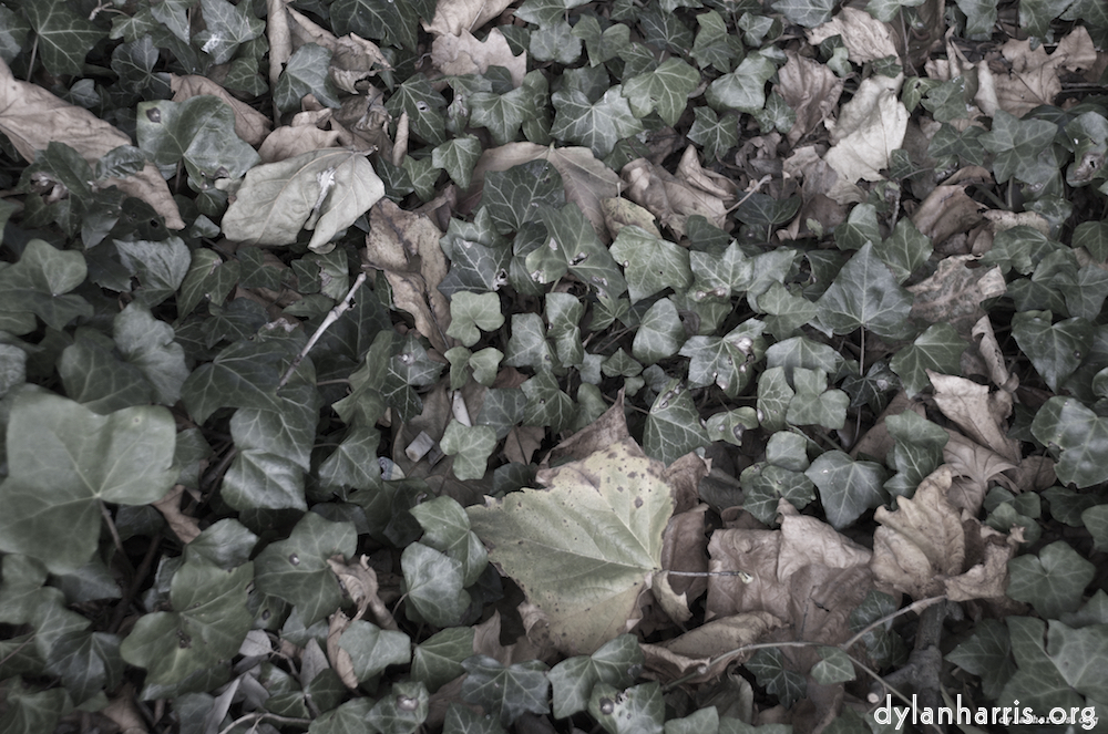 Image 'leaf (iii) 3'.