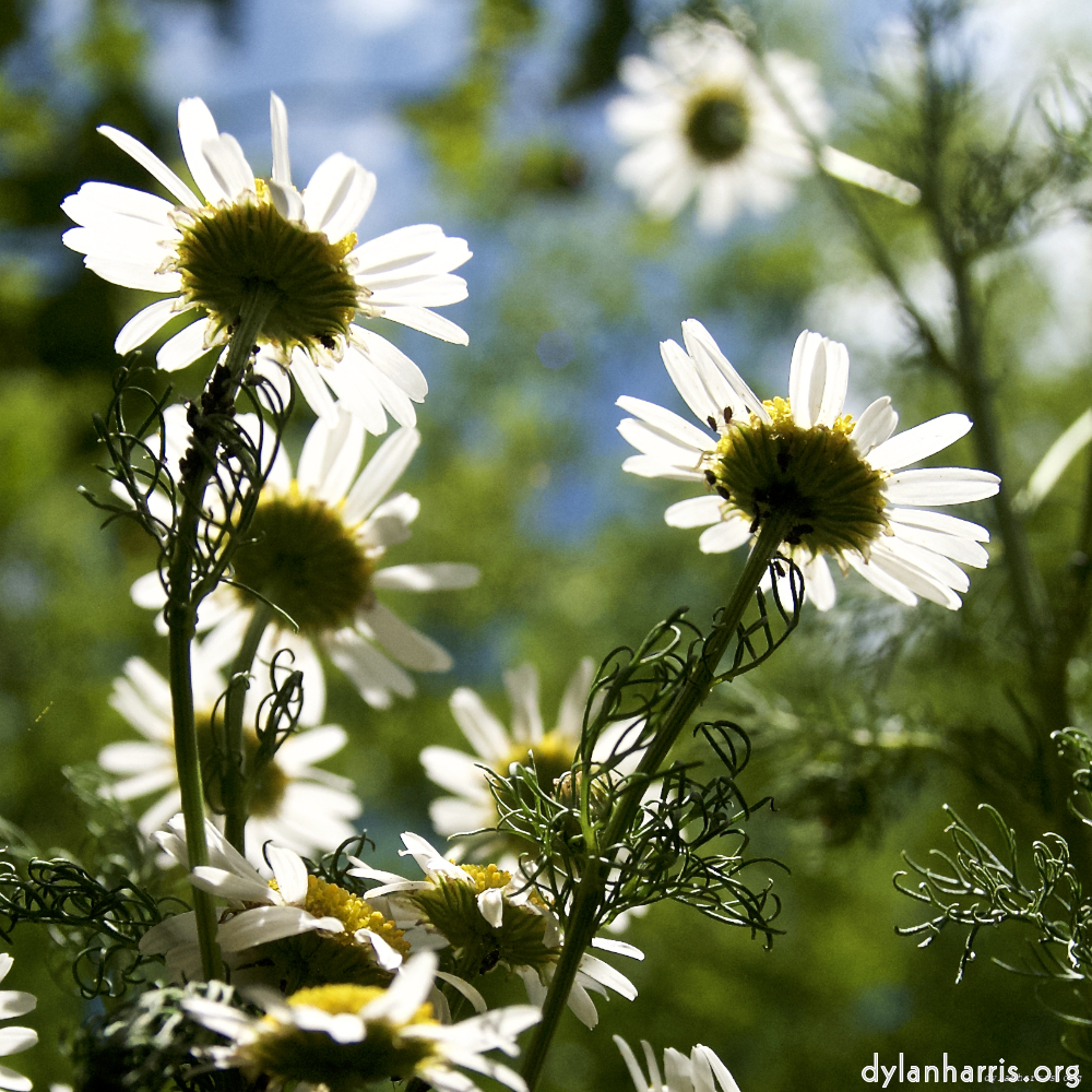 image: daisies