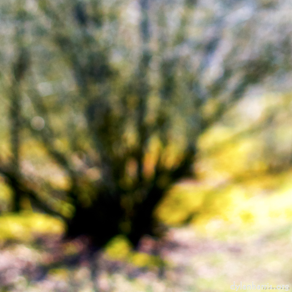 is it a spider? no it s a tree. and blurry.