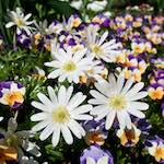 image: escher bloemen (xliv) foto’s