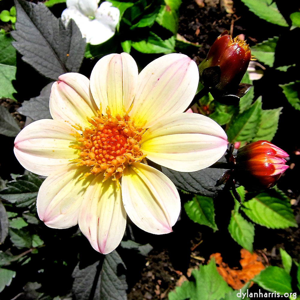 image: This is ‘flowers of esch (xciii) 5’.