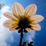 image: escher bloemen (xciv) foto’s
