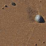 sand with seashells