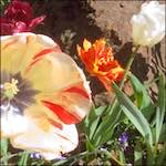 image: escher bloemen (x) foto’s