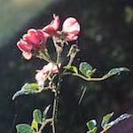 First image from the photoset 'escher bloemen (xxxi)'.