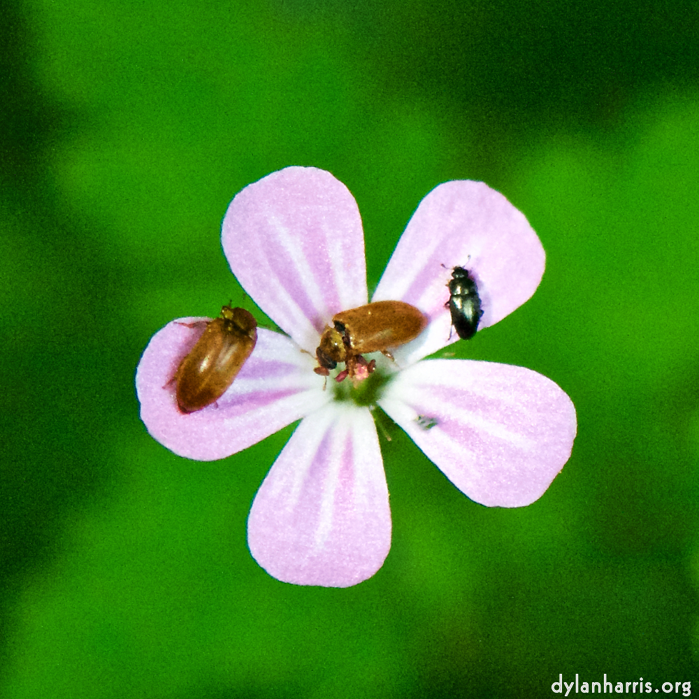 Image 'flower (xviii) 3'.