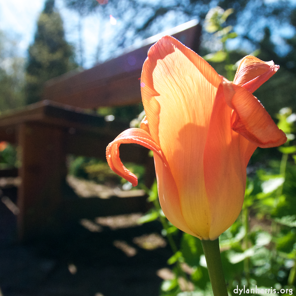 Five photosets of beautiful spring flowers