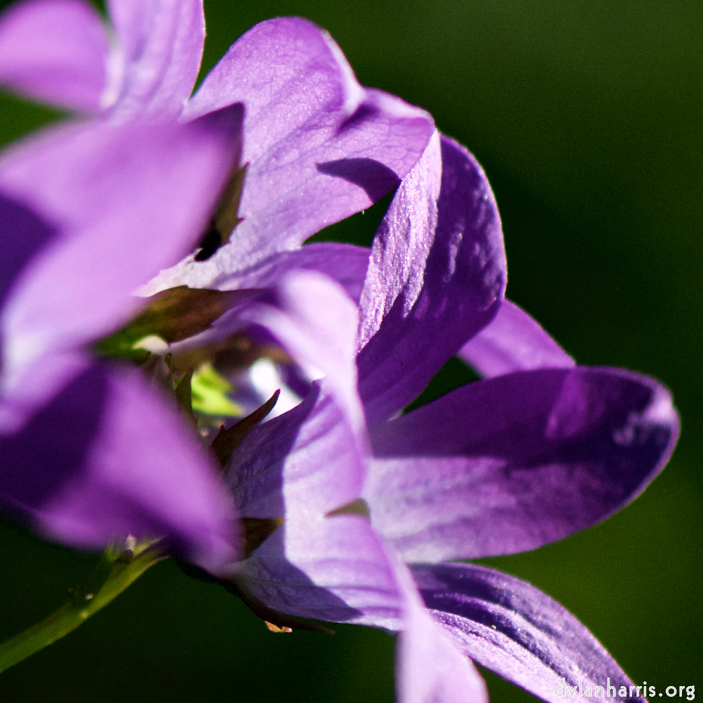 image: Dit is ‘escher bloemen (xcviii) 4’.