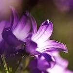 image: escher bloemen (xcviii) foto’s