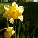 image: Foto van <<escher bloemen (lviii)>>.