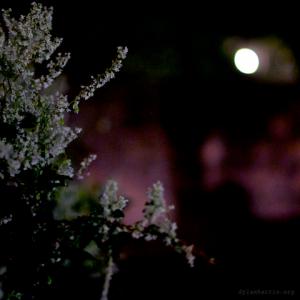 image: Nacht bloemen