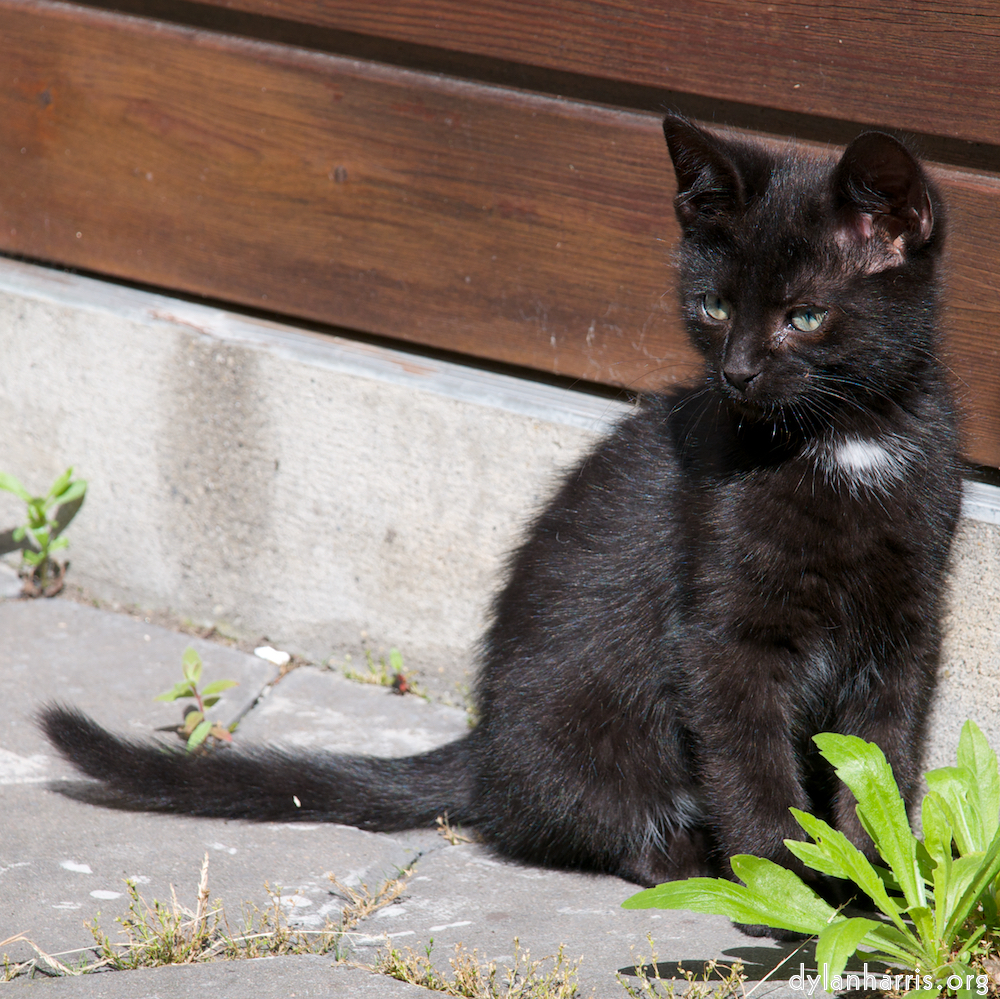 Image 'small lives — meet the kitties 2'.