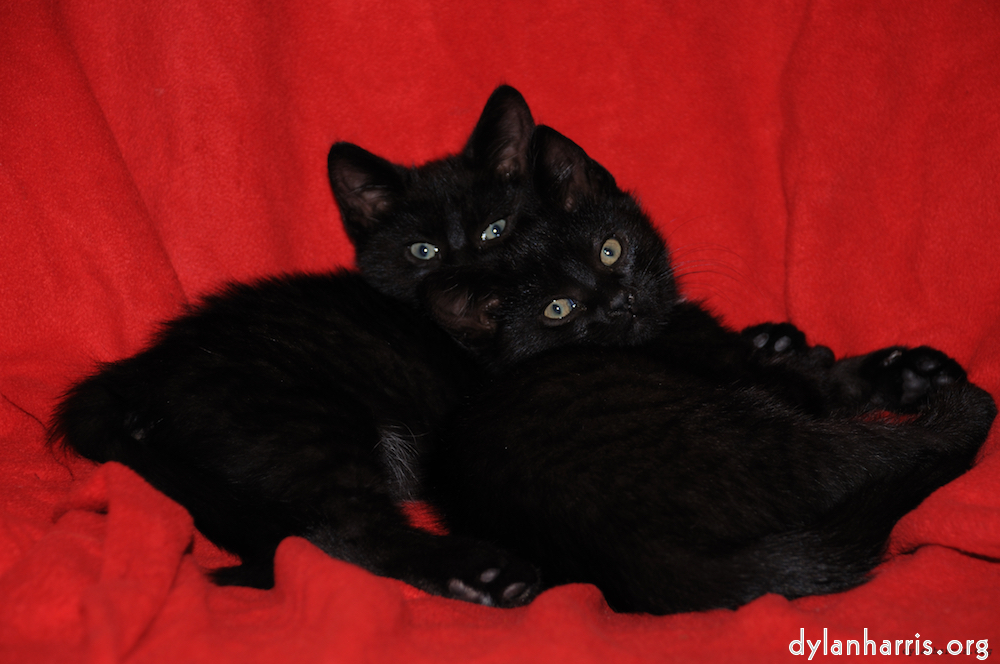 Image 'small lives — meet the kitties 5'.