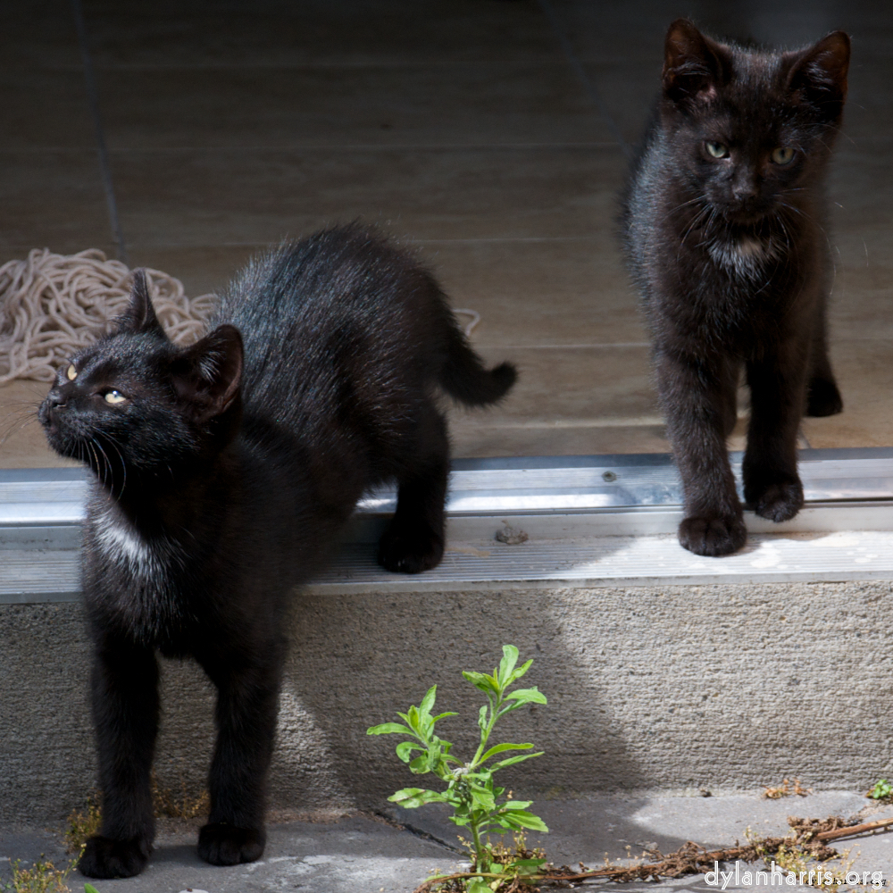 Image 'small lives — meet the kitties 6'.