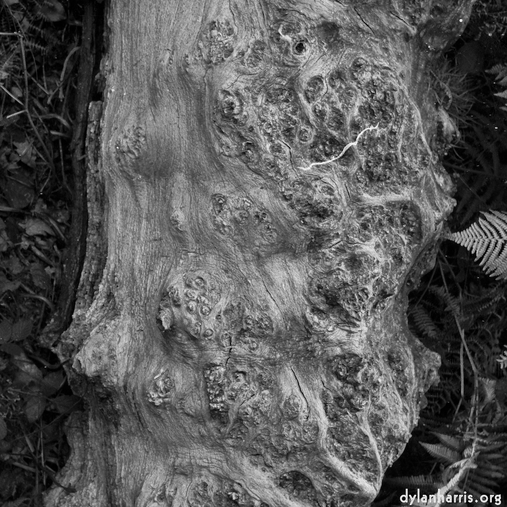 gnarly detail of exposed wood (I think)