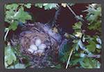image: Image from the photoset ‘Nos oiseaux et leurs nids’.