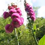 First image from the photoset 'escher bloemen (lxiv)'.