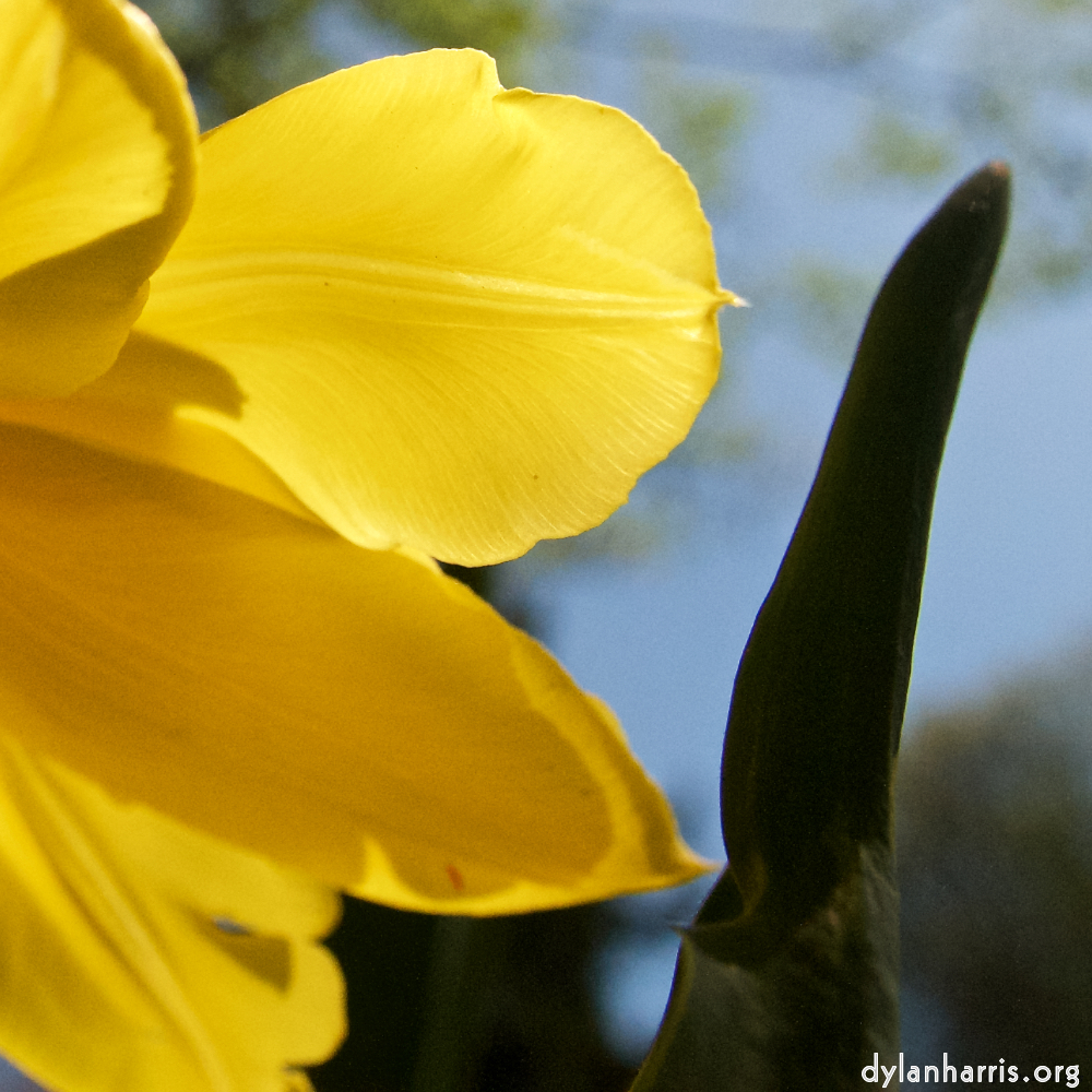 Six photosets of beautiful spring flowers