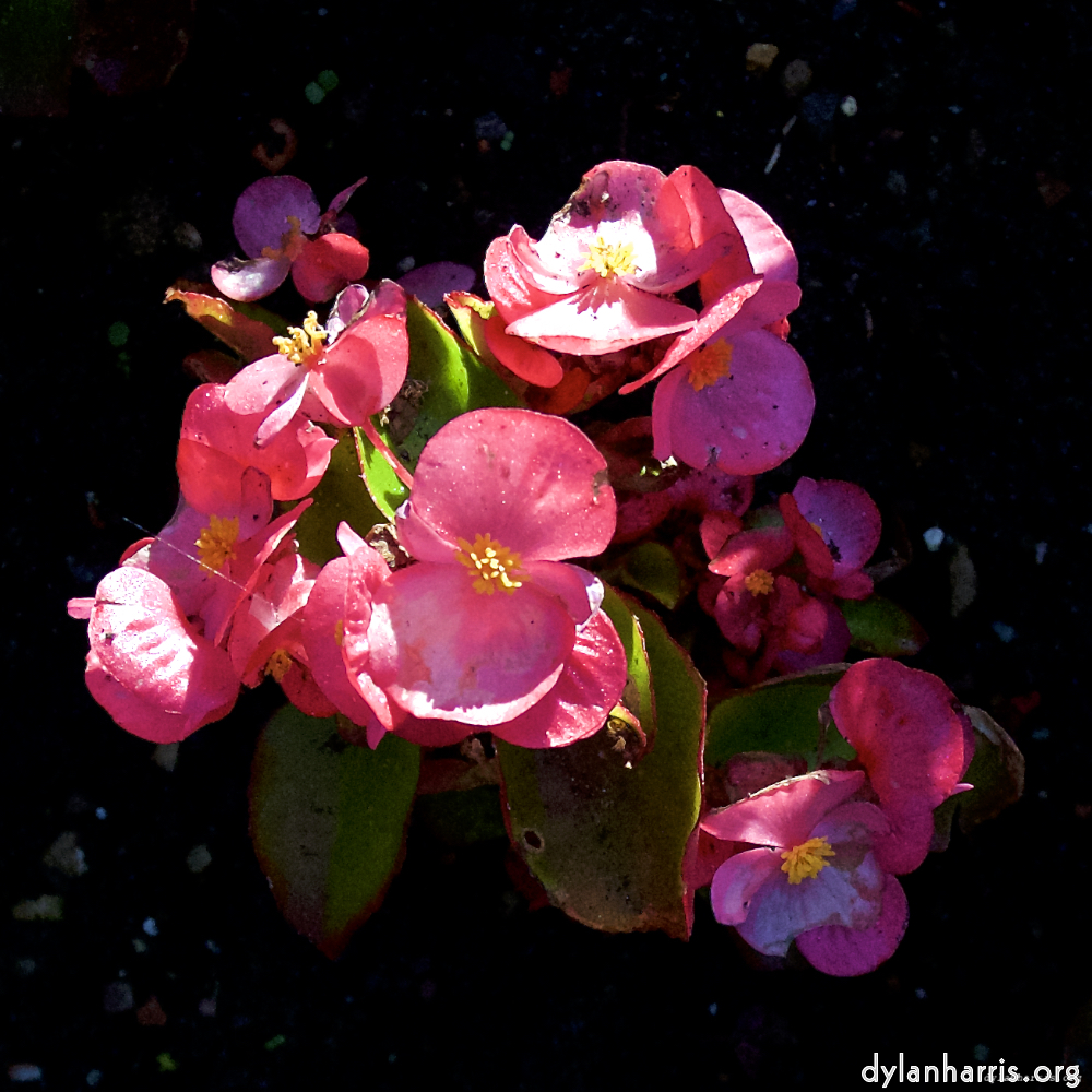 Image 'escher bloemen (lxvii) 5'.