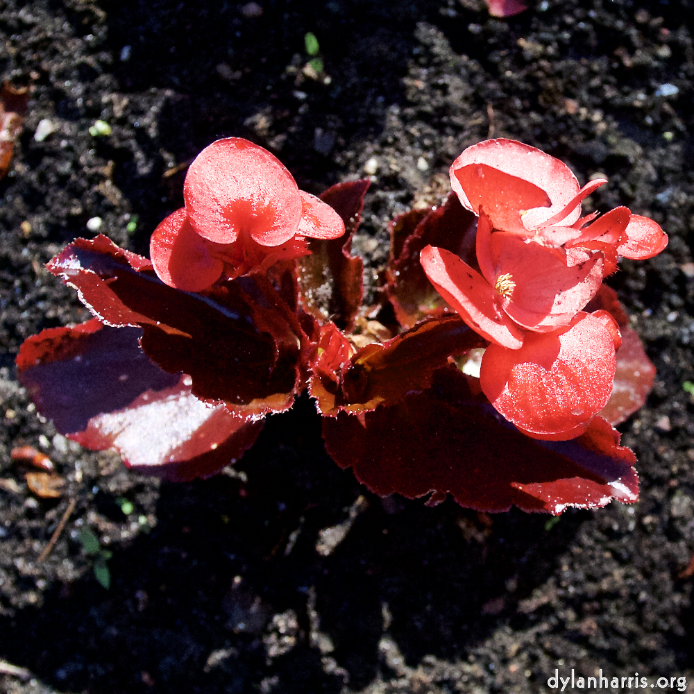 Image 'escher bloemen (lxvii) 7'.