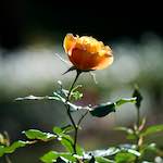 image: a rose against a blurred white line of sparkles