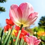 image: a tulip