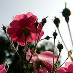 Eighth image from the photoset 'escher bloemen (lxxi)'.