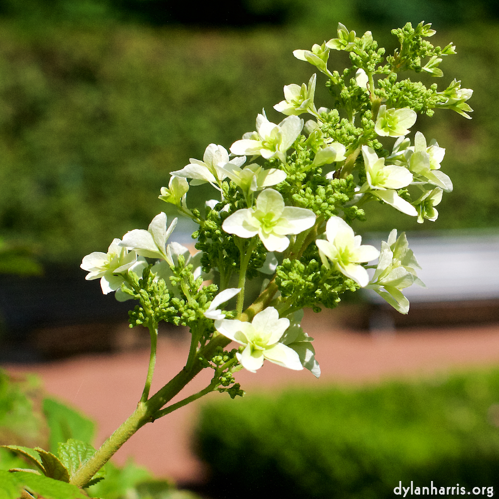 Image 'escher bloemen (xxii) 4'.