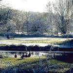 image: Image from the photoset ‘st.neots park (i)’.
